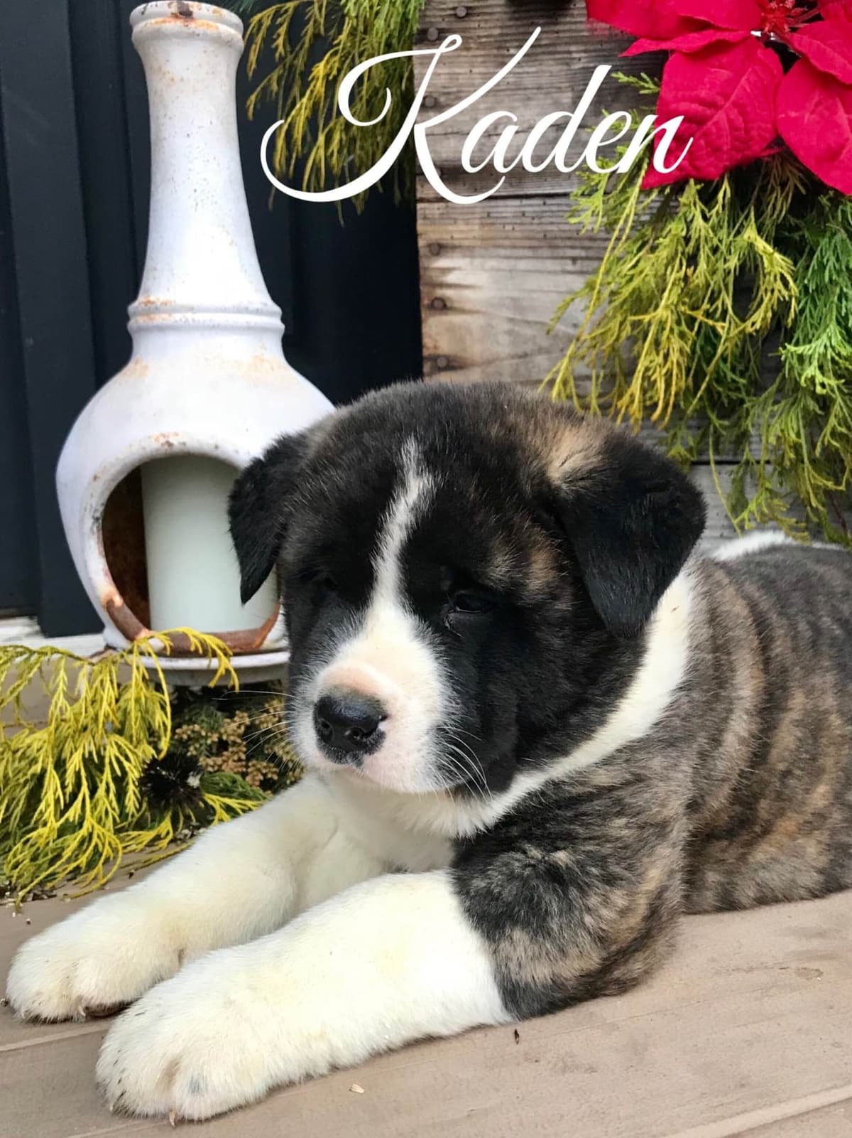 Akita Puppies breeder image 12