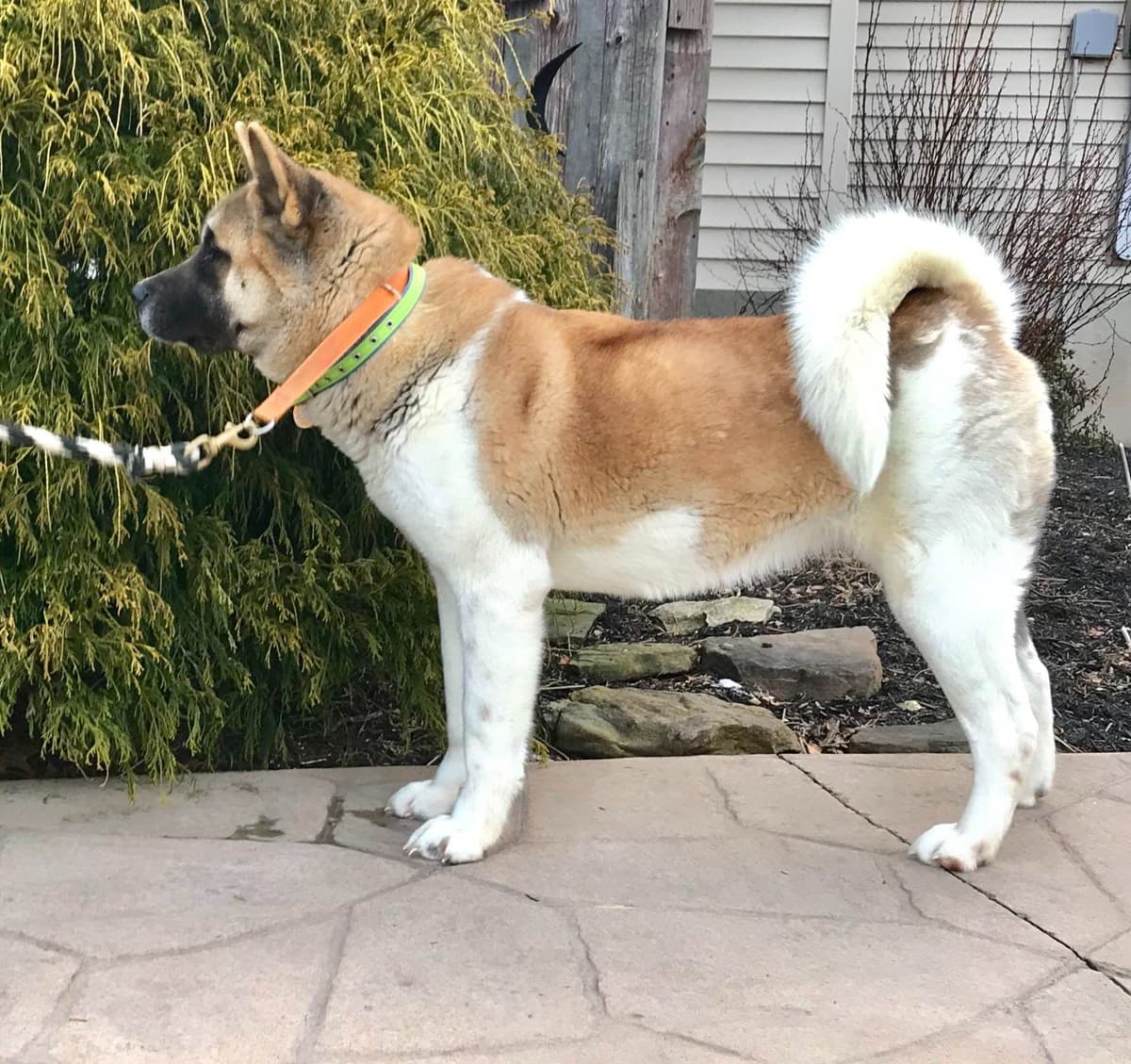Akita Puppies breeder image 13