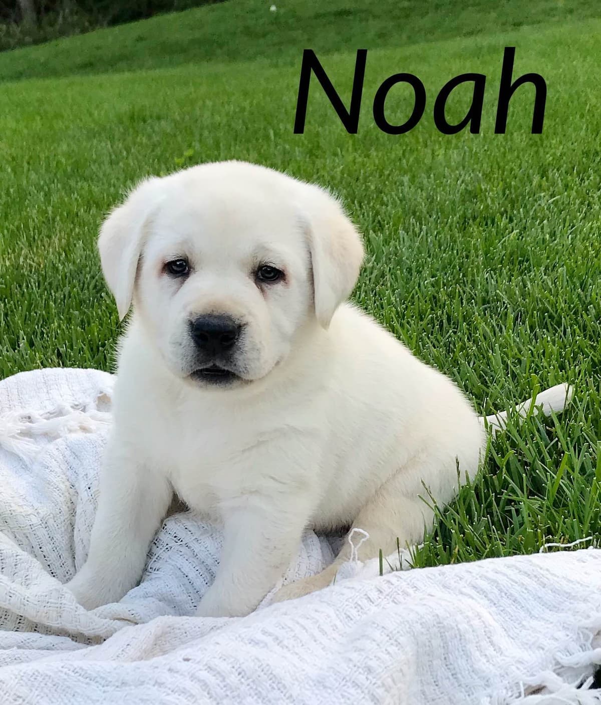 Akita Puppies breeder image 15