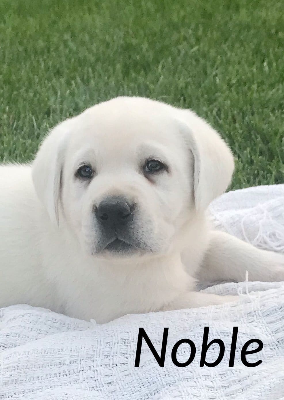 Akita Puppies breeder image 16