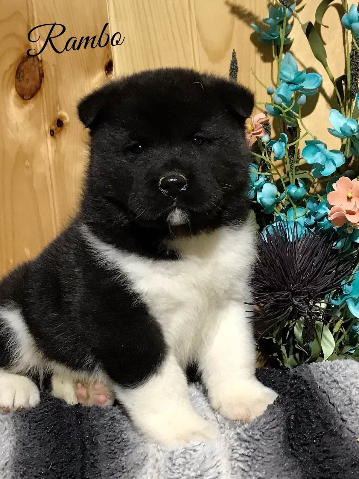 Akita Puppies breeder image 17