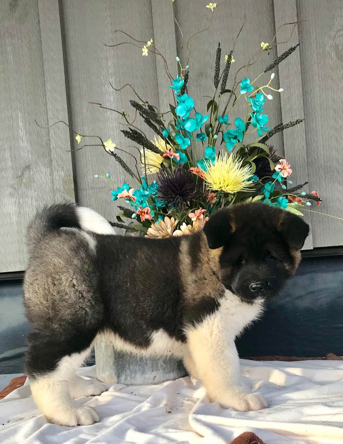 Akita Puppies breeder image 18