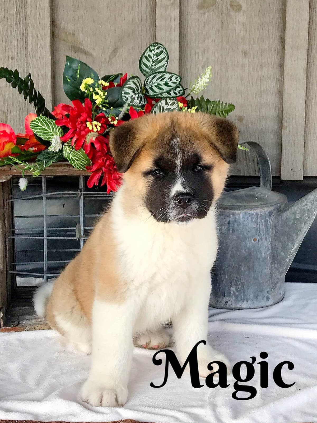 Akita Puppies breeder image 19