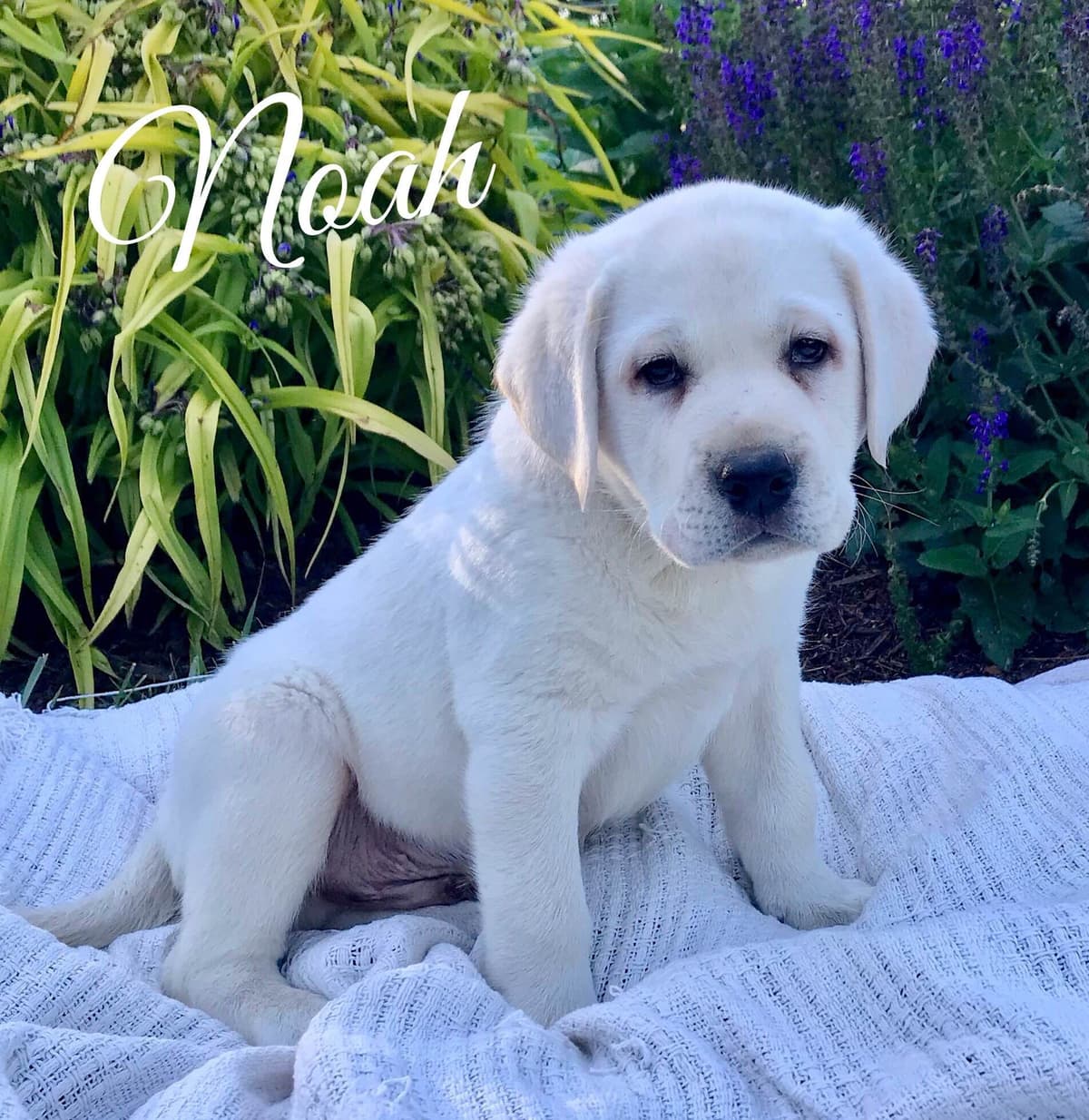 Akita Puppies breeder image 20