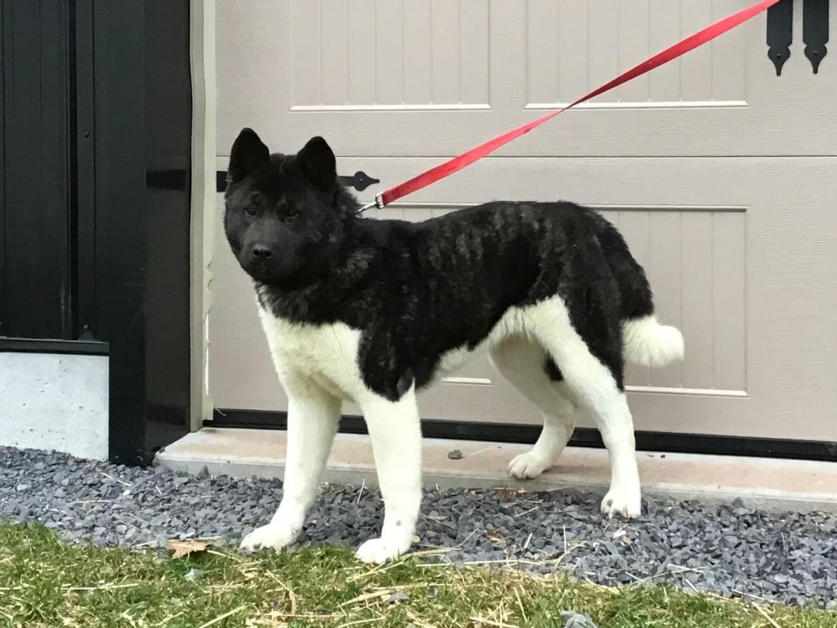 Akita Puppies breeder image 21