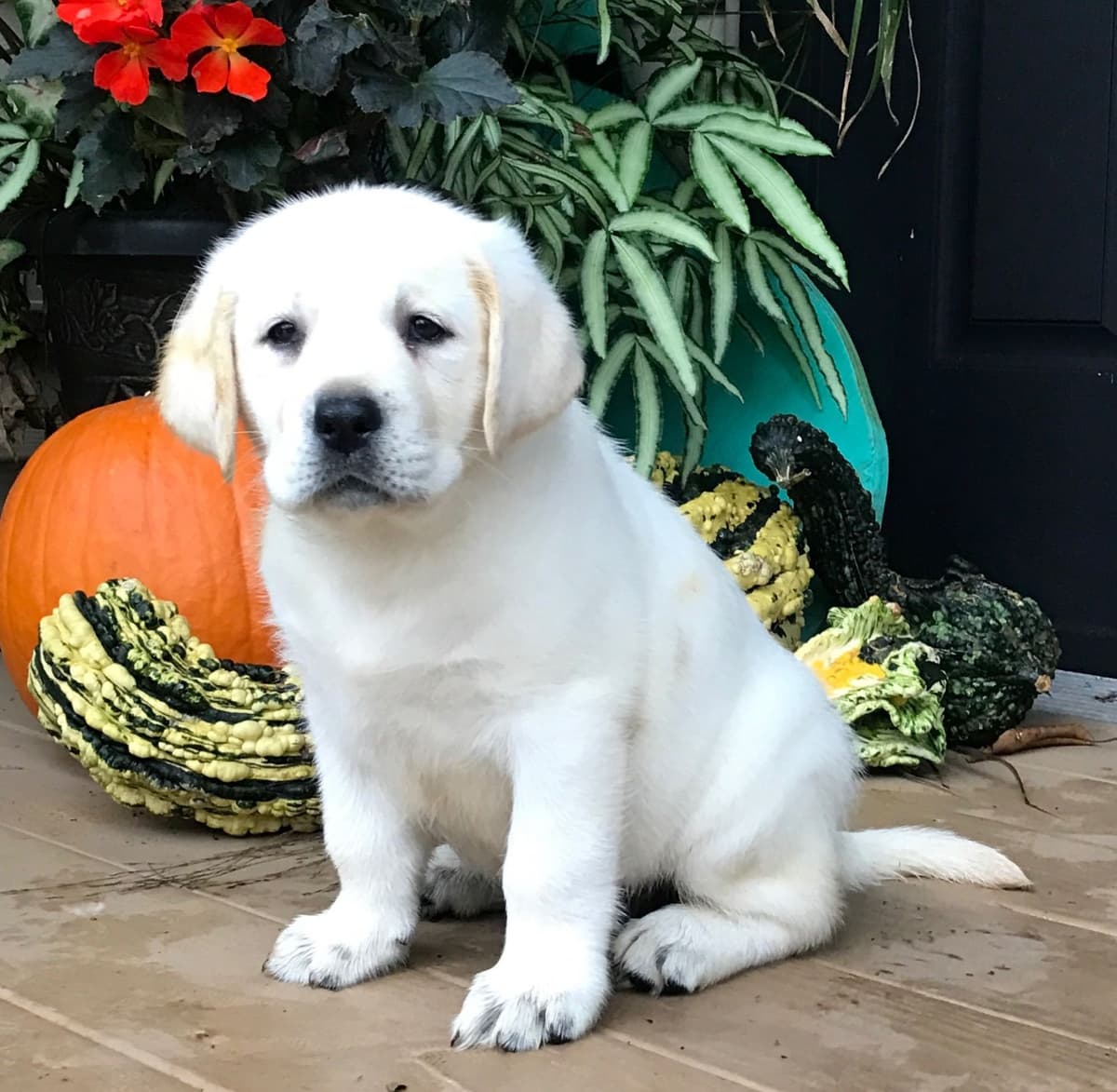 Akita Puppies breeder image 23