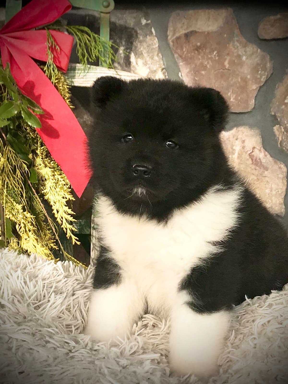 Akita Puppies breeder image 24