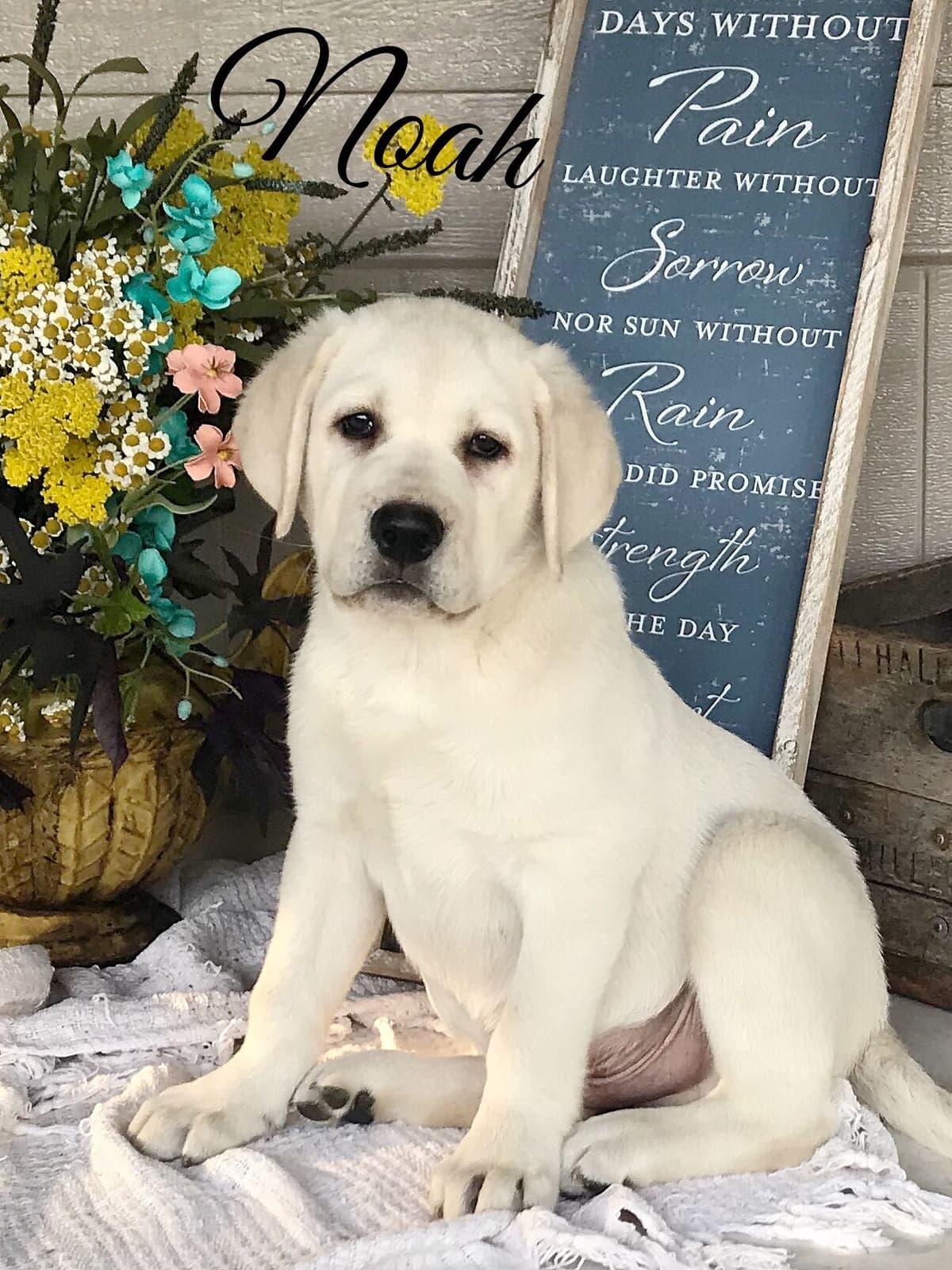 Akita Puppies breeder image 25
