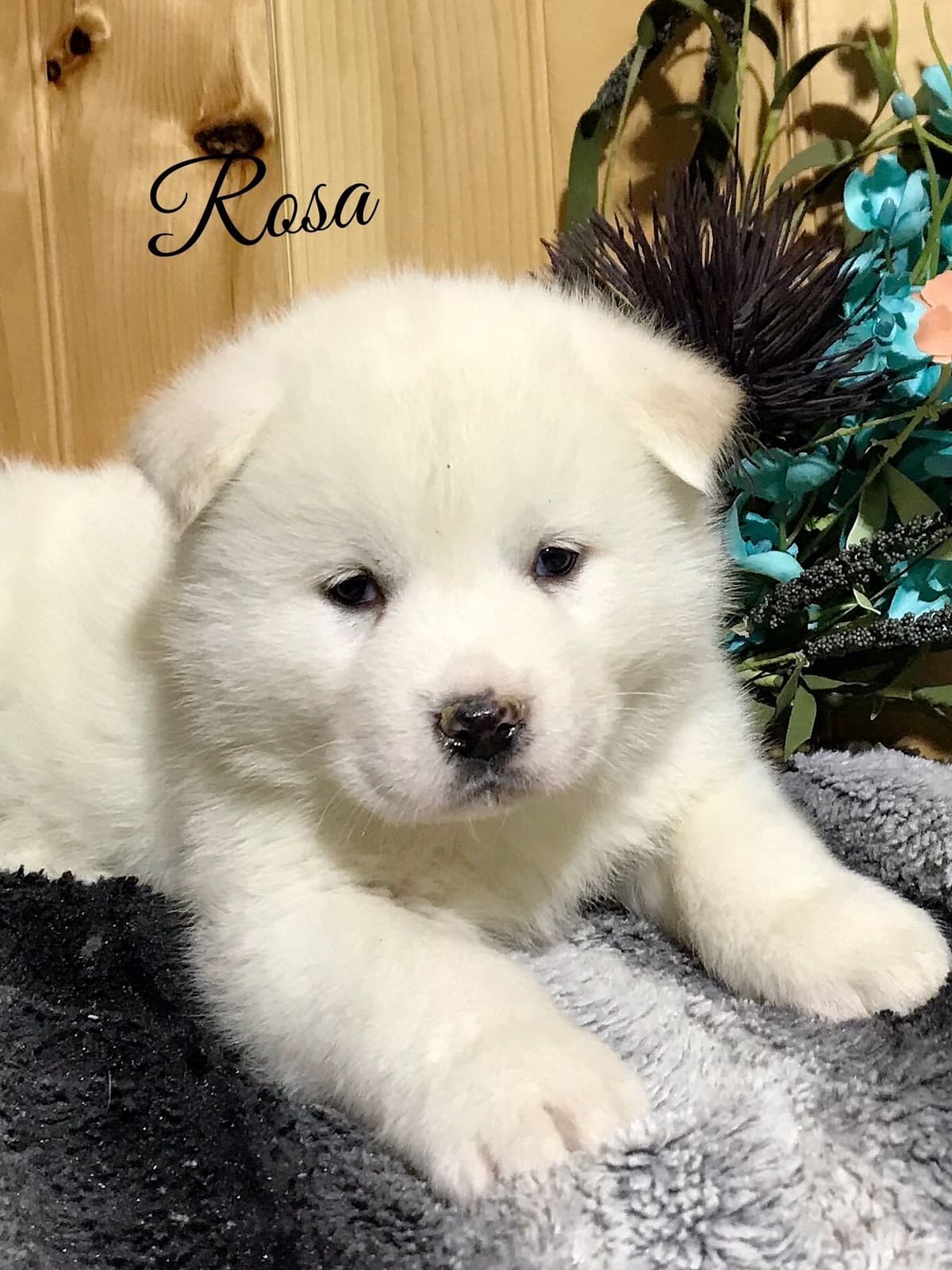 Akita Puppies breeder image 26