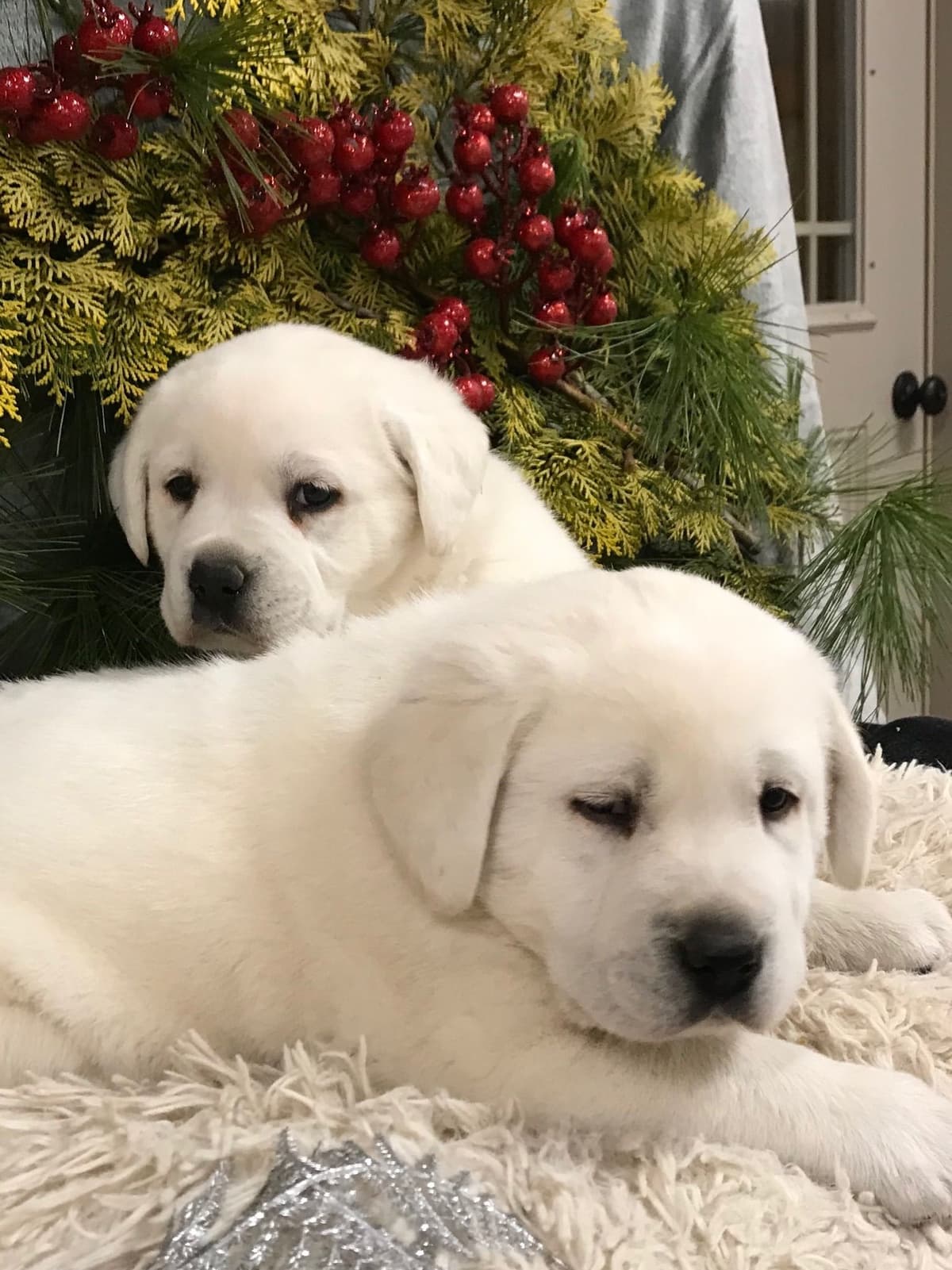 Akita Puppies breeder image 27