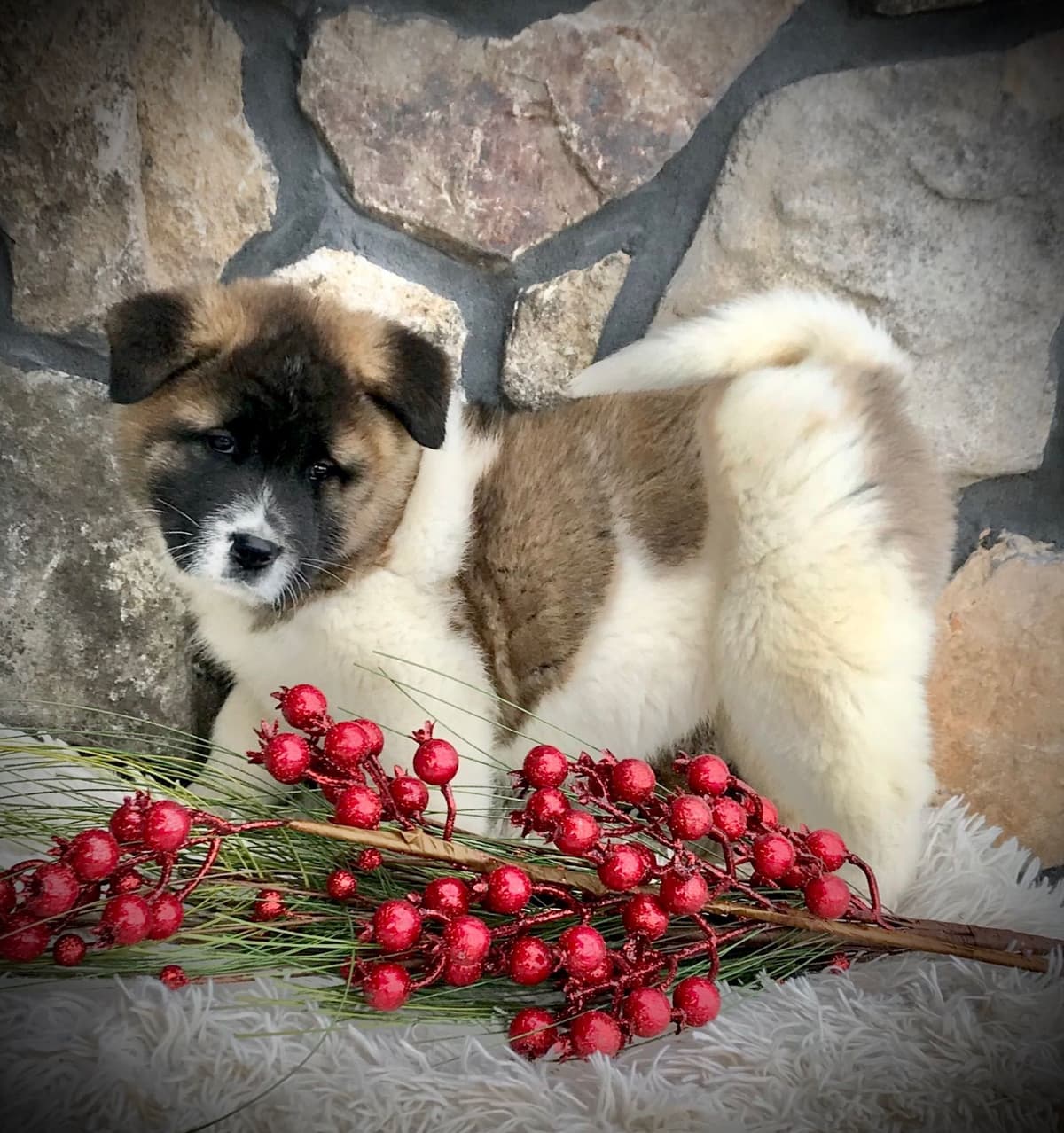 Akita Puppies breeder image 30