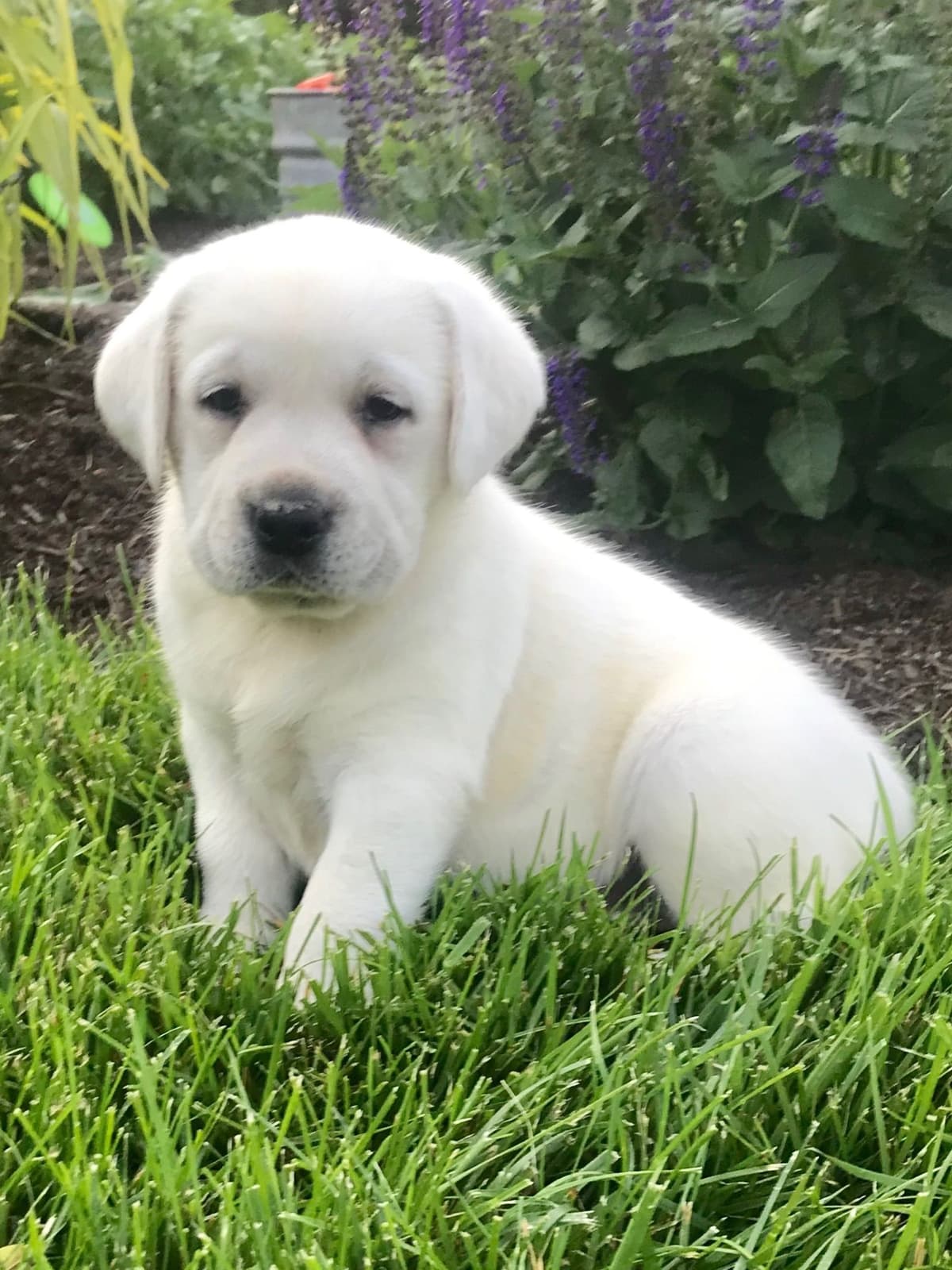 Akita Puppies breeder image 29