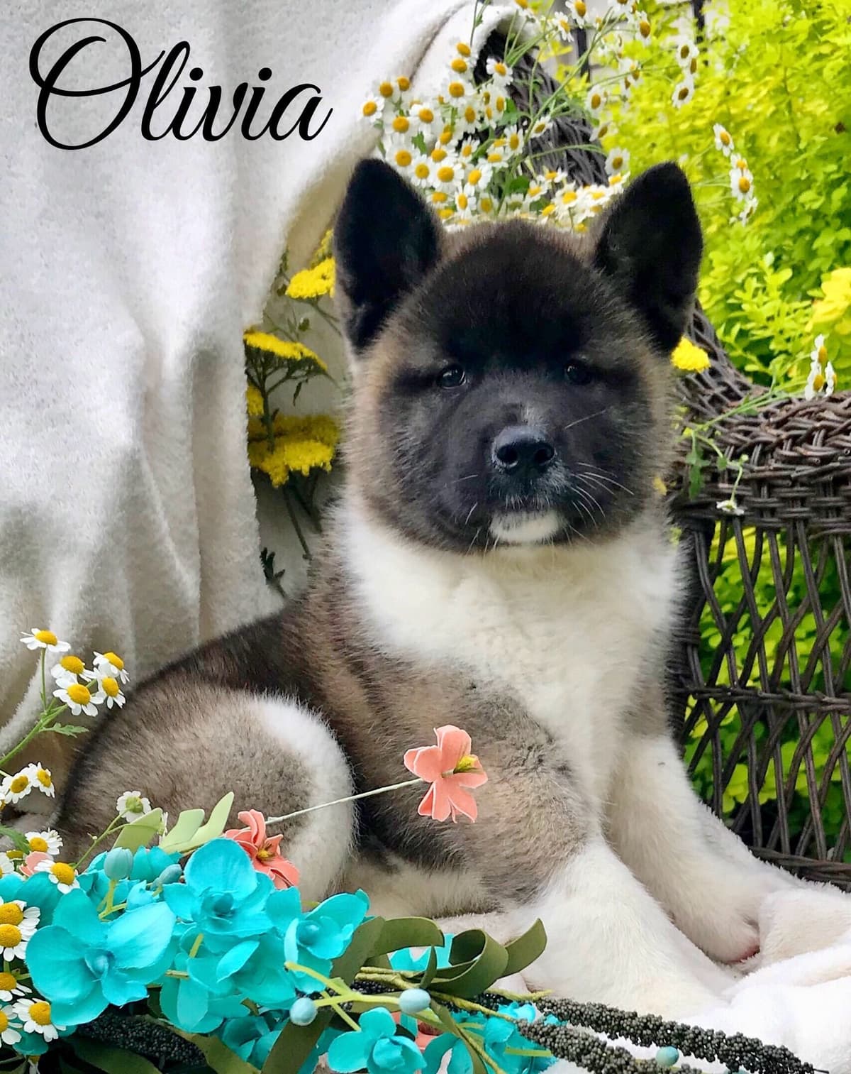 Akita Puppies breeder image 31