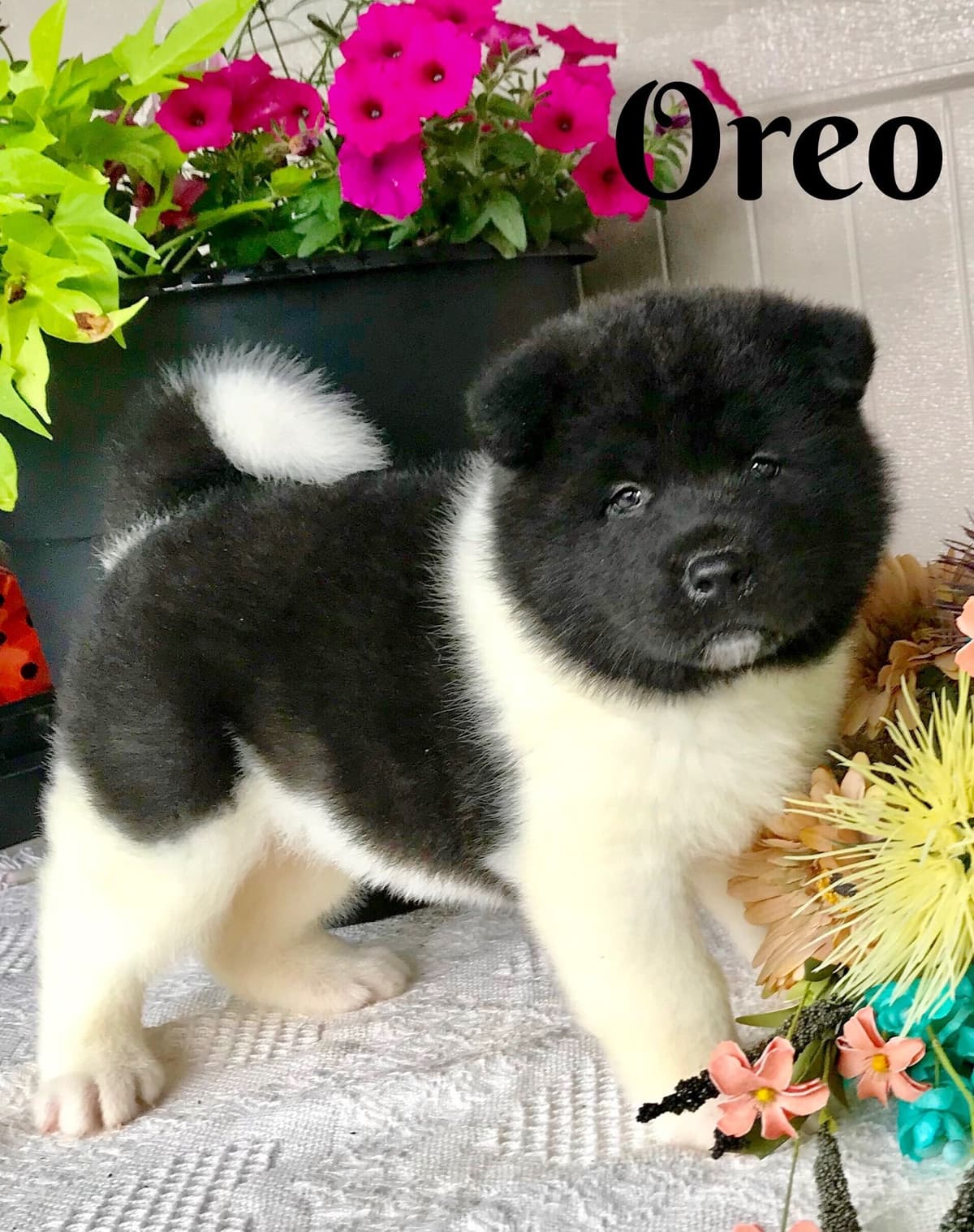 Akita Puppies breeder image 32