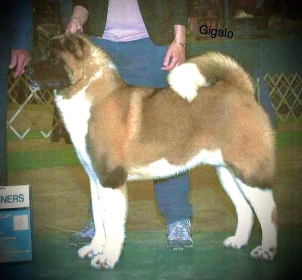 Akita Puppies breeder image 33