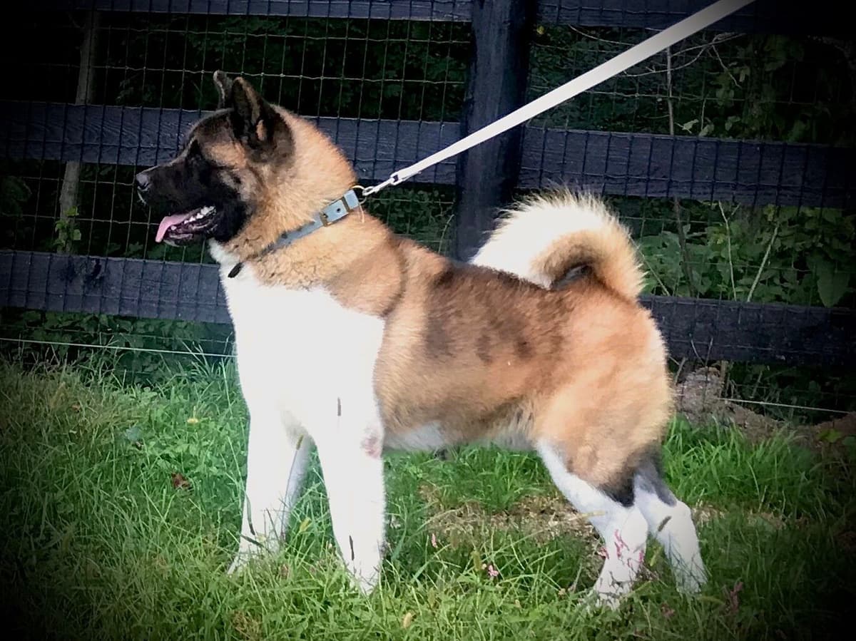 Akita Puppies breeder image 34