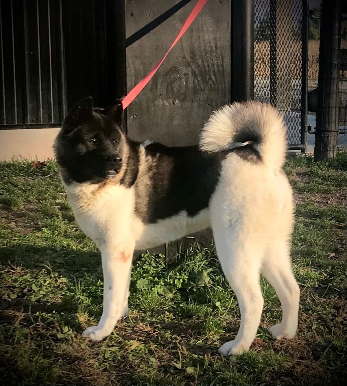 Akita Puppies breeder image 35