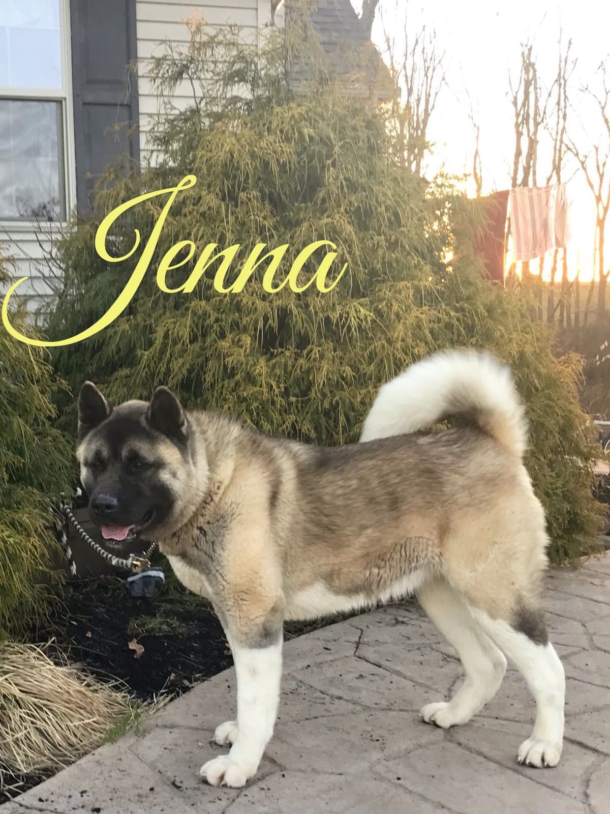 Akita Puppies breeder image 36