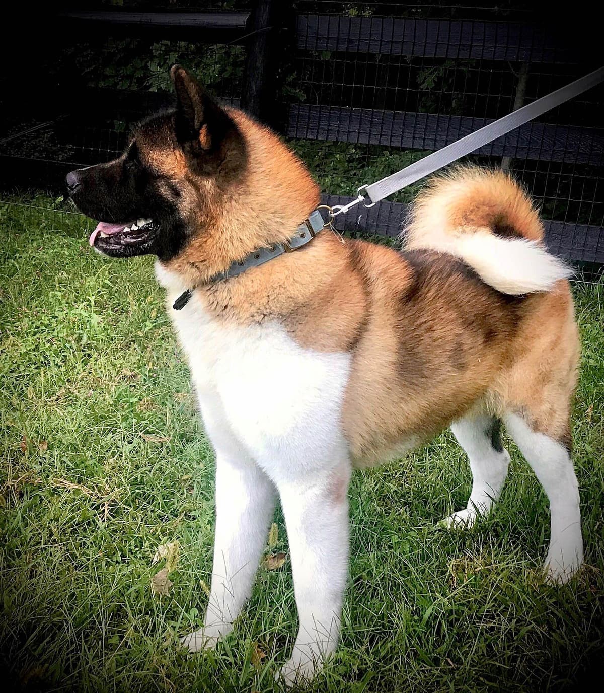 Akita Puppies breeder image 1