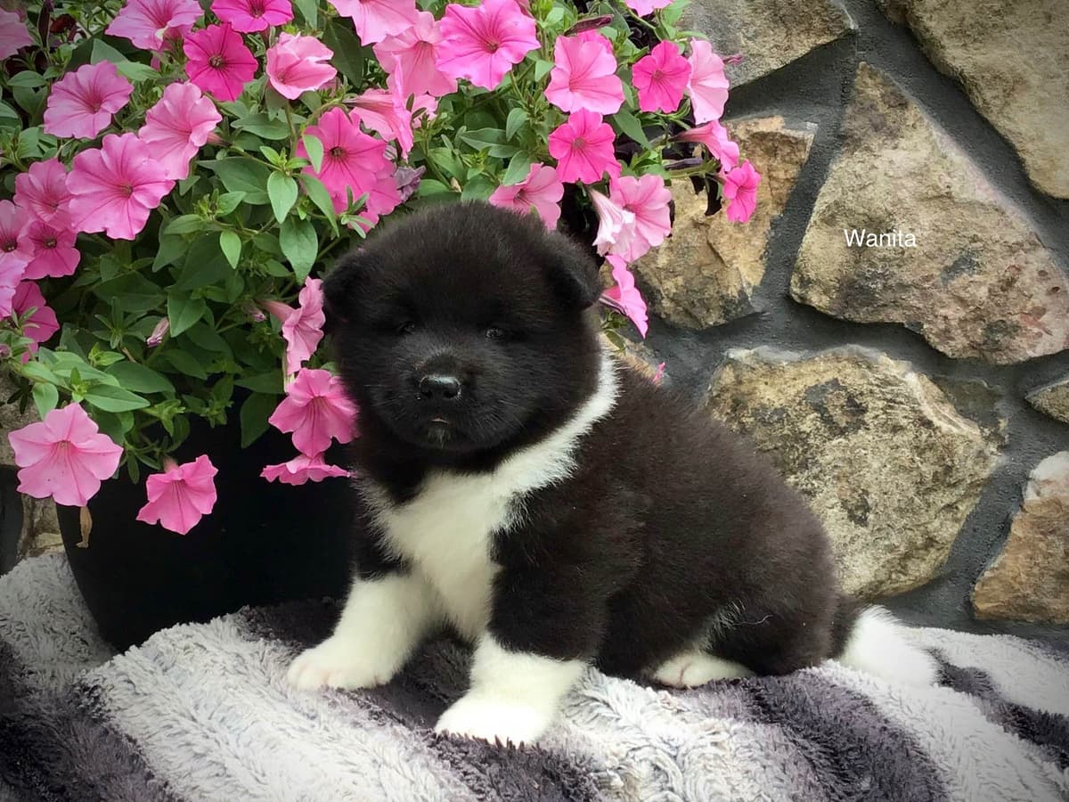 Akita Puppies breeder image 37
