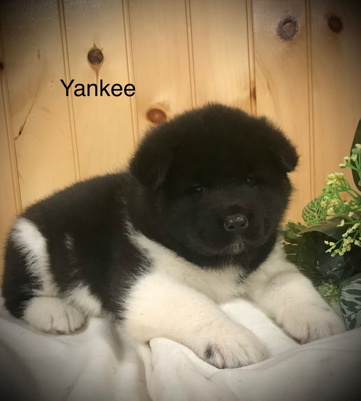 Akita Puppies breeder image 38