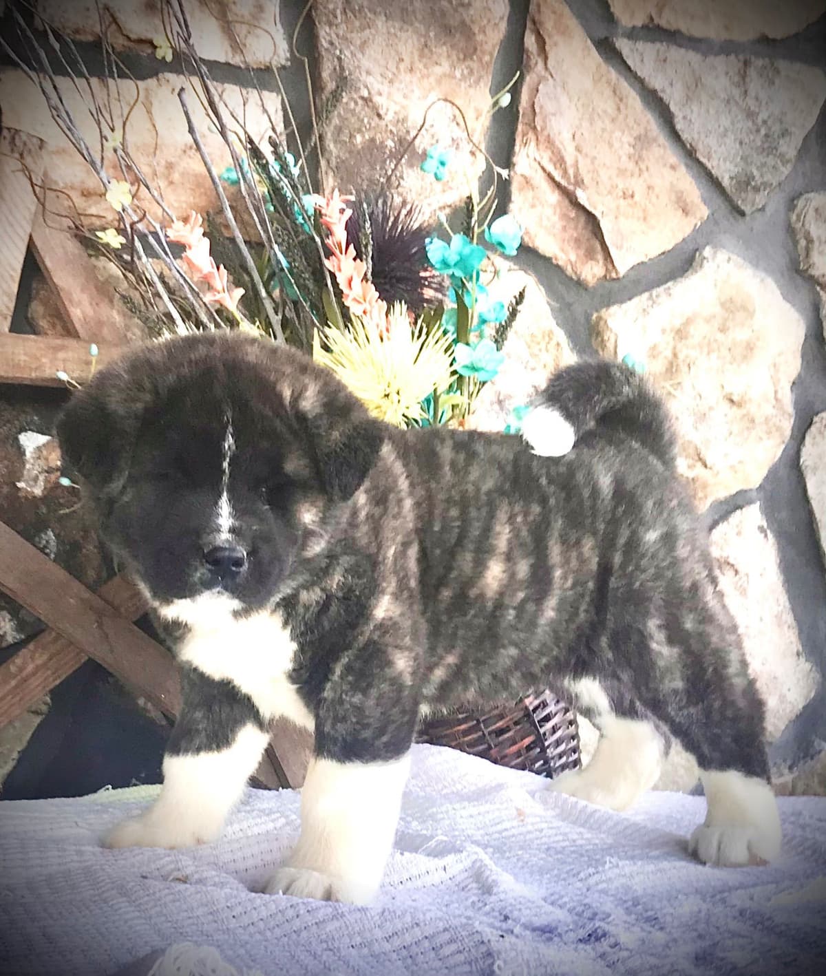 Akita Puppies breeder image 39