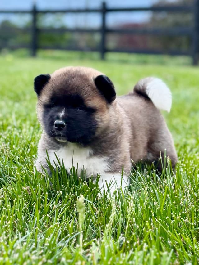 Akita Puppies media 2