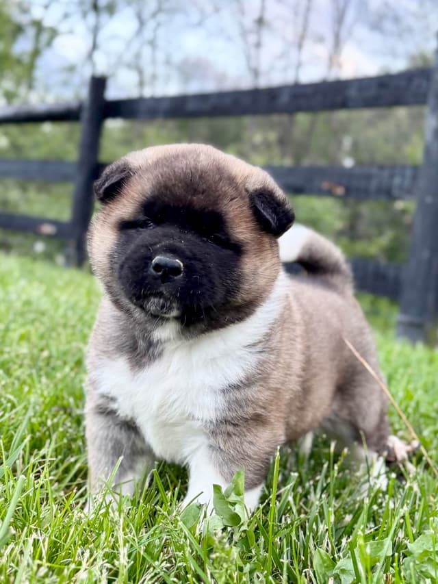 Akita Puppies media 3