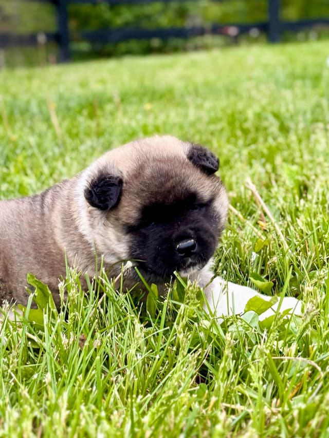 Akita Puppies media 4