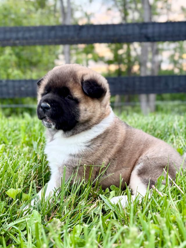 Akita Puppies media 5