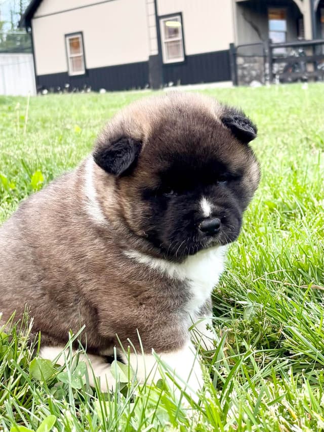 Akita Puppies media 6