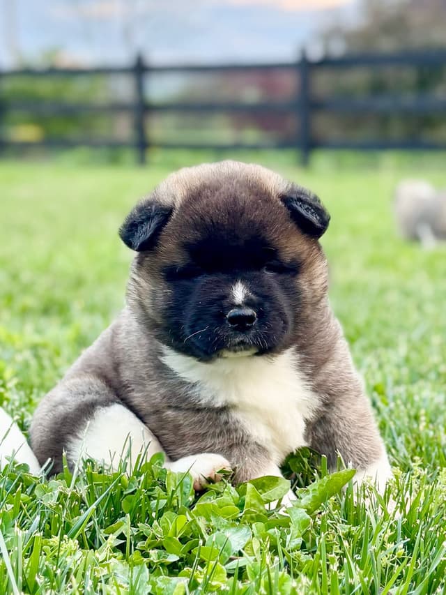Akita Puppies media 7
