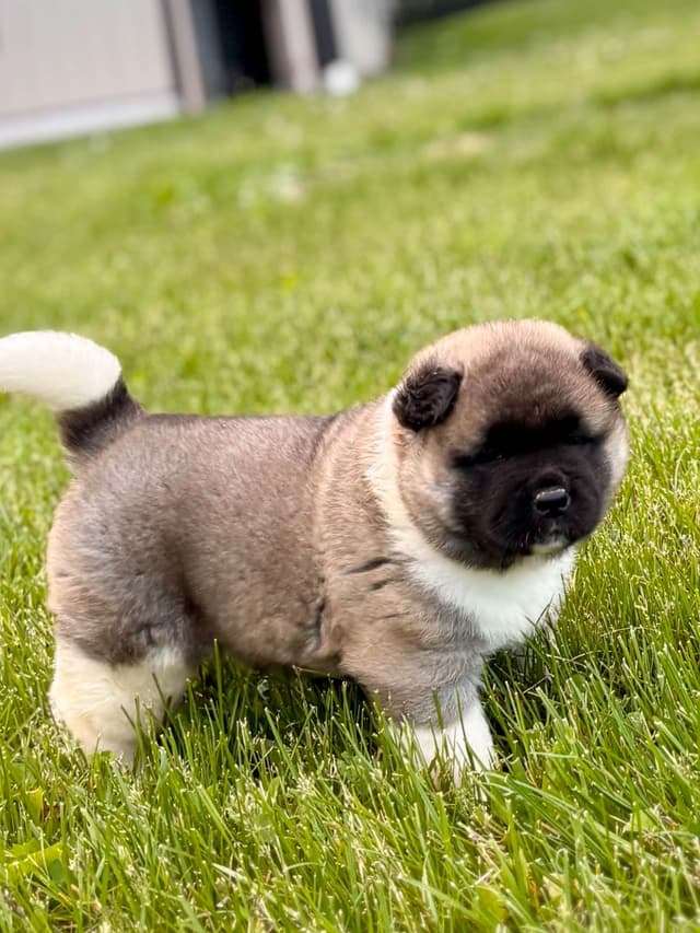 Akita Puppies media 8