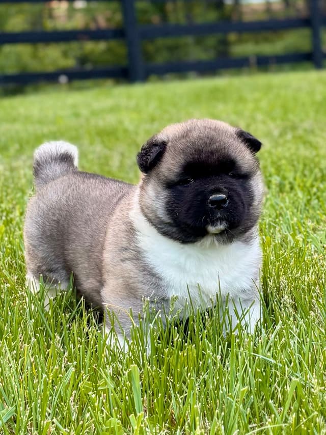 Akita Puppies media 9