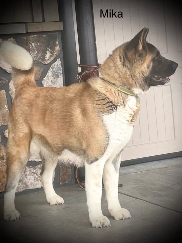Akita Puppies media 10