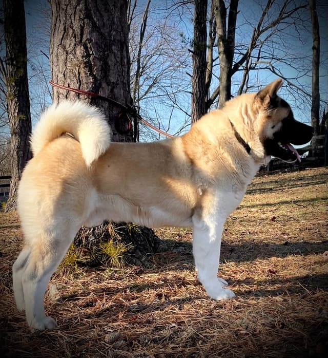 Akita Puppies media 11
