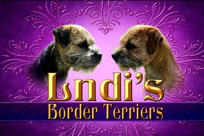 Ian/Annie Pups Born 5/7/26 breeder image 1