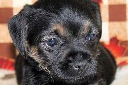 Ian/Annie Pups Born 5/7/26 breeder image 5