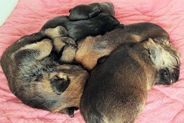 Ian/Annie Pups Born 5/7/26 breeder image 8
