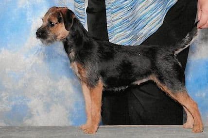 Ian/Annie Pups Born 5/7/26 breeder image 9