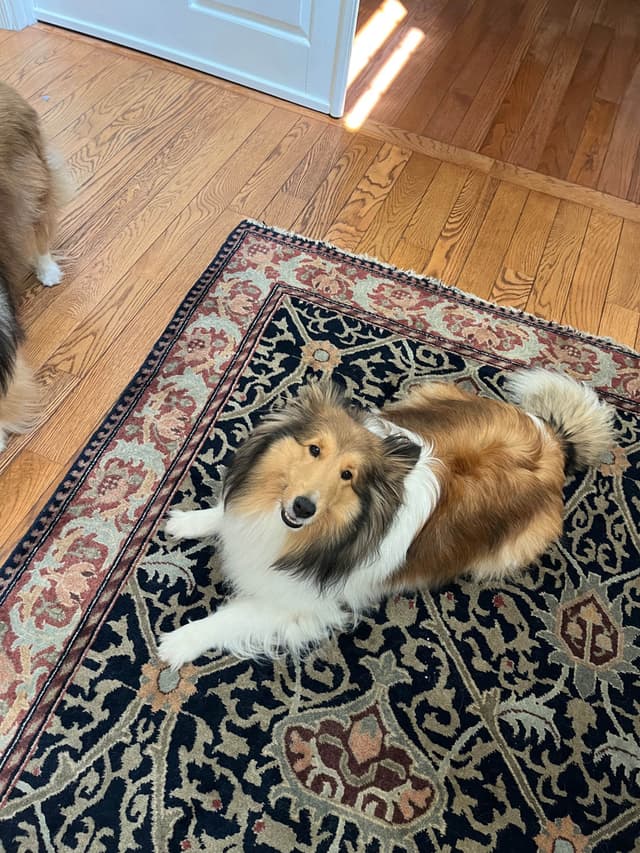 Shetland Sheepdog Puppies media 3