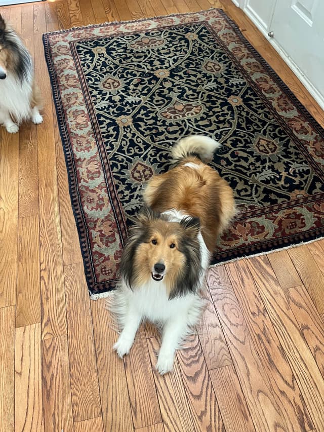 Shetland Sheepdog Puppies media 4