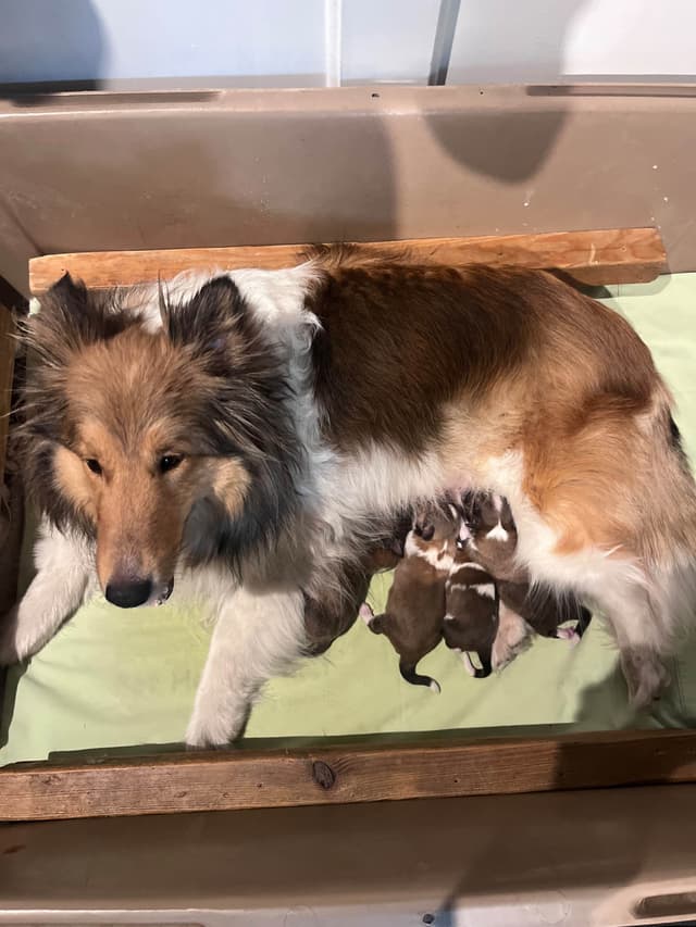 Shetland Sheepdog Puppies media 6