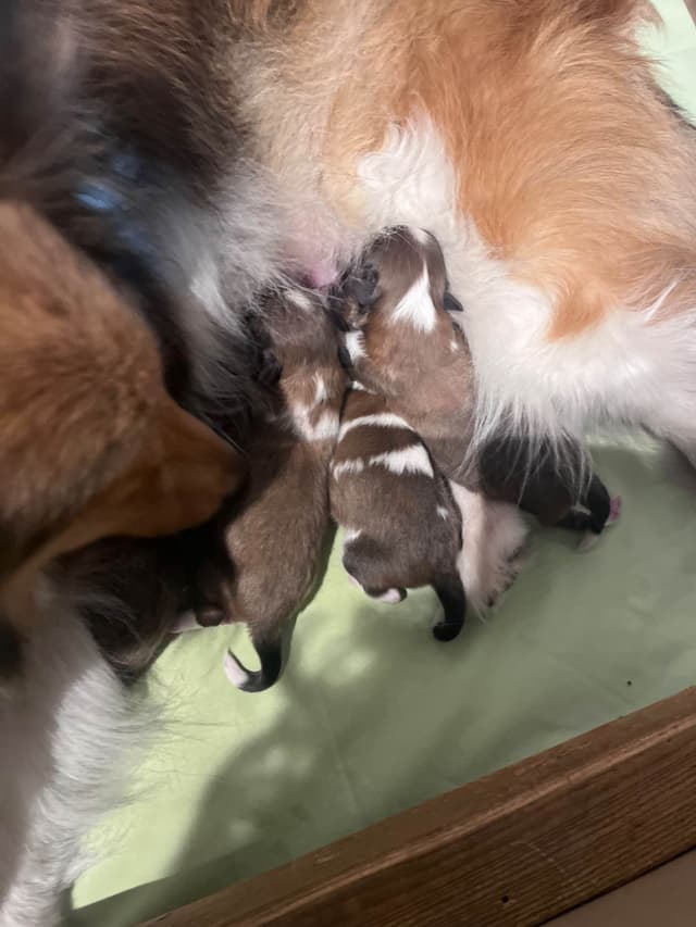 Shetland Sheepdog Puppies media 5
