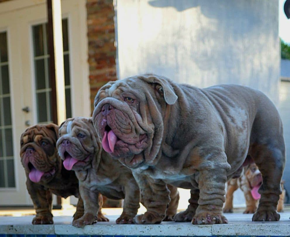 Bulldog Puppies breeder image 1