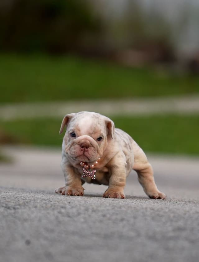Bulldog Puppies media 2