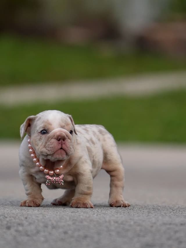 Bulldog Puppies media 3