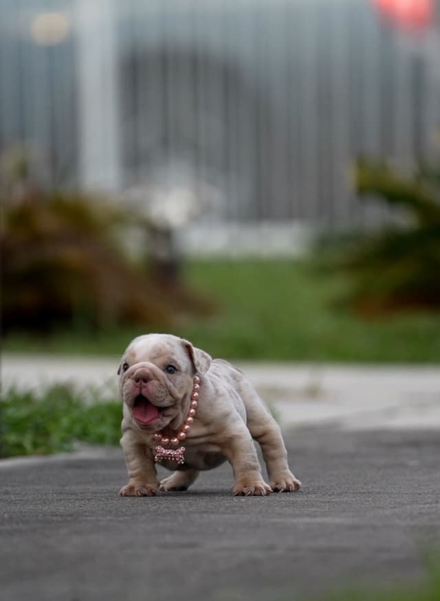 Bulldog Puppies media 4