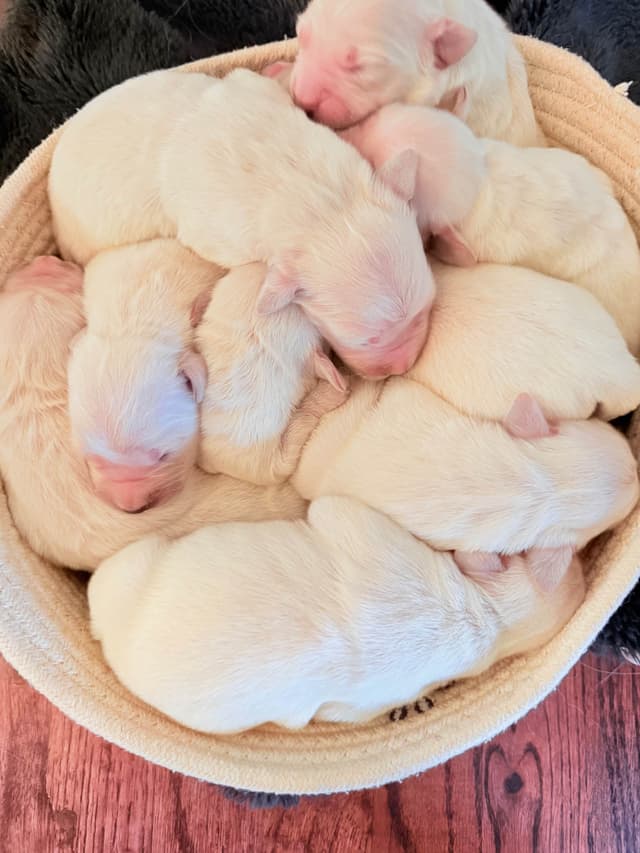 Champion Bloodline Purebred English Creams 🤍 media 23