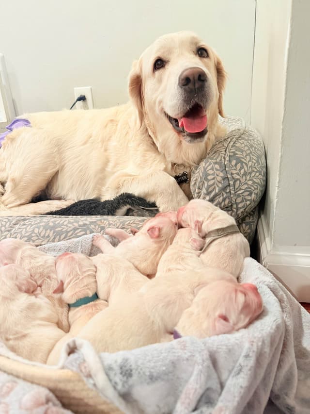 Champion Bloodline Purebred English Creams 🤍 media 22
